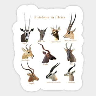 Antelopes in Africa Sticker